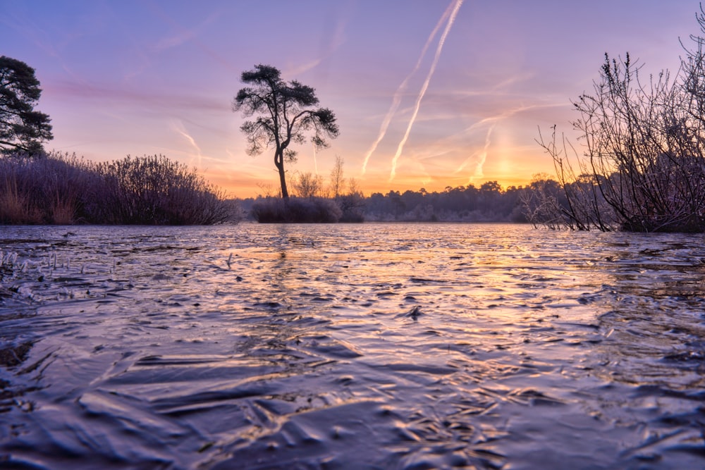 un plan d’eau avec des arbres en arrière-plan