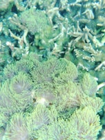 Vibrant underwater scene featuring dense clusters of sea anemones and coral. Soft fronds of the anemones in hues of green and purple cover the surface, interspersed with solid coral formations. The texture is rich and varied, showcasing the complexity of marine life.