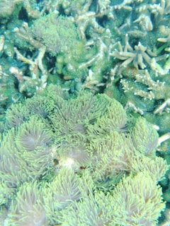 Vibrant underwater scene featuring dense clusters of sea anemones and coral. Soft fronds of the anemones in hues of green and purple cover the surface, interspersed with solid coral formations. The texture is rich and varied, showcasing the complexity of marine life.