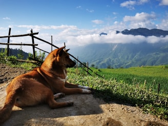 A gentle dog resting in sunlit grass with mountains and bright blue sky in the background.