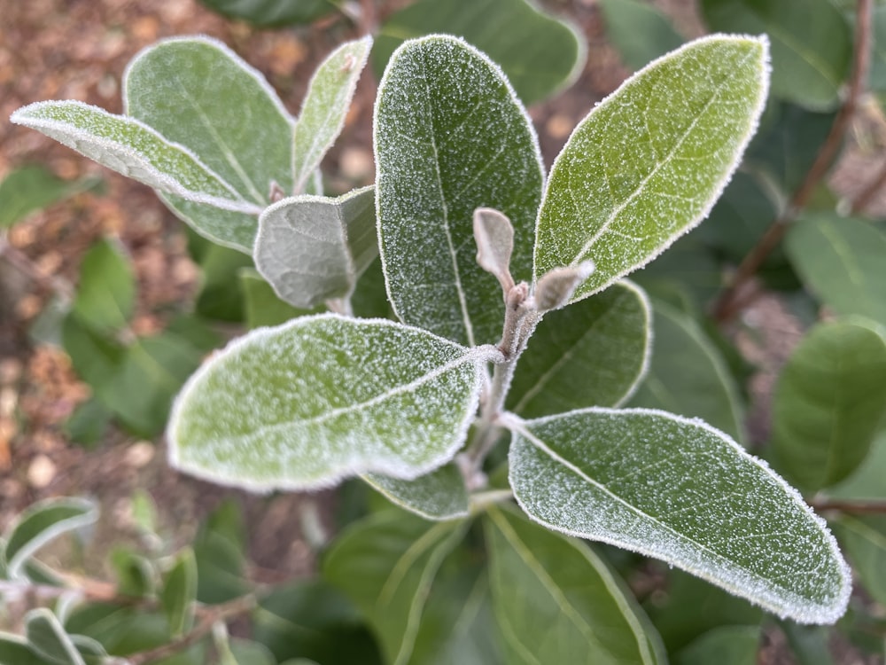 a close up of a leaf with frost on it