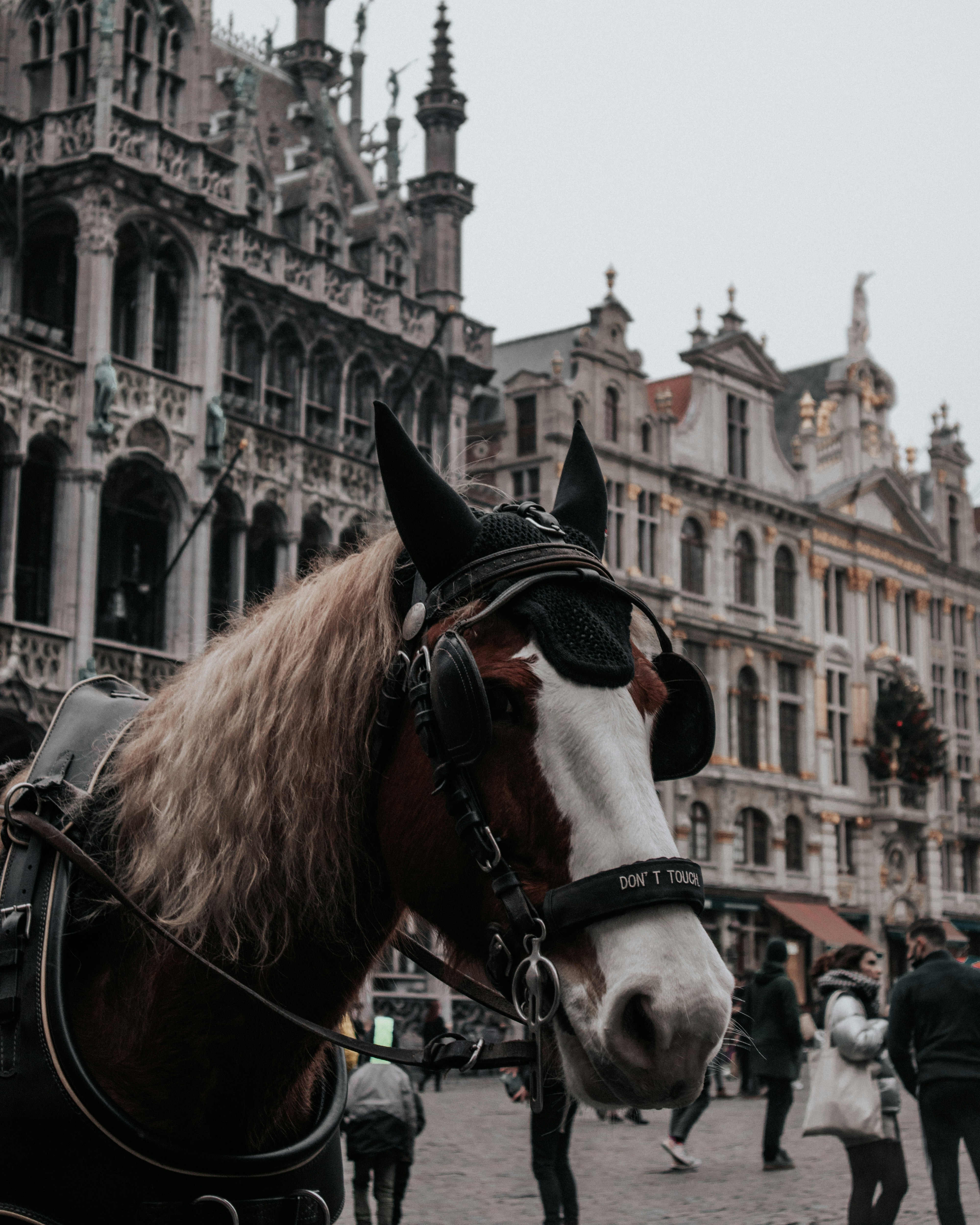 a horse that is standing in the street