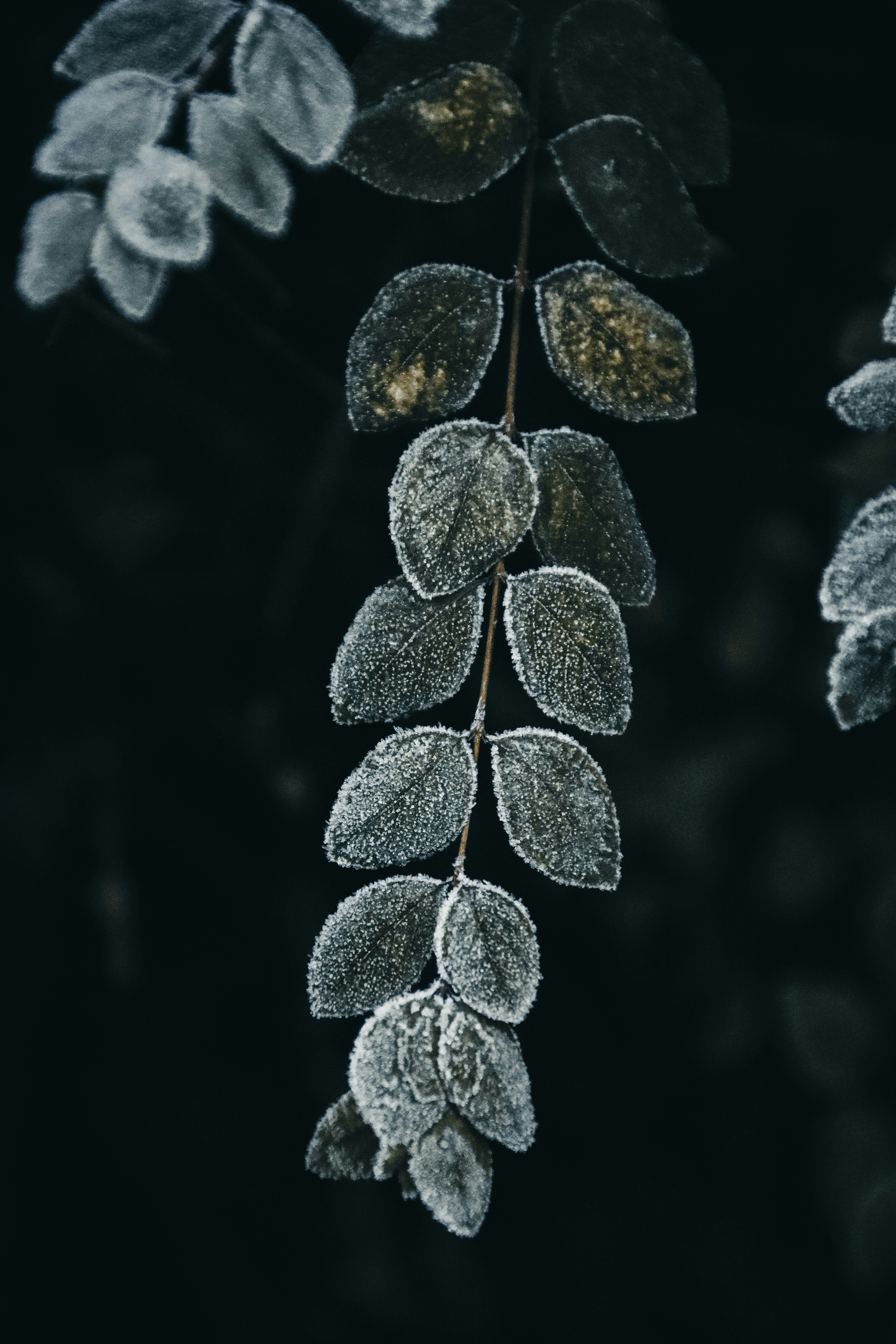 Photo by shanavaro