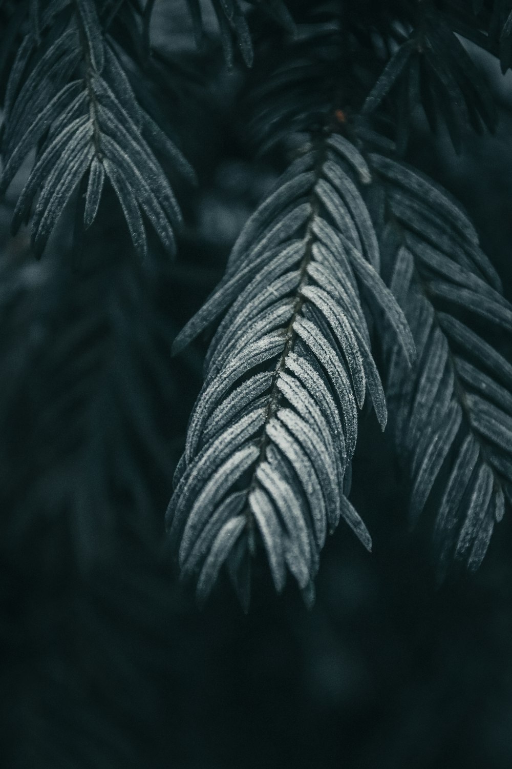 a black and white photo of leaves