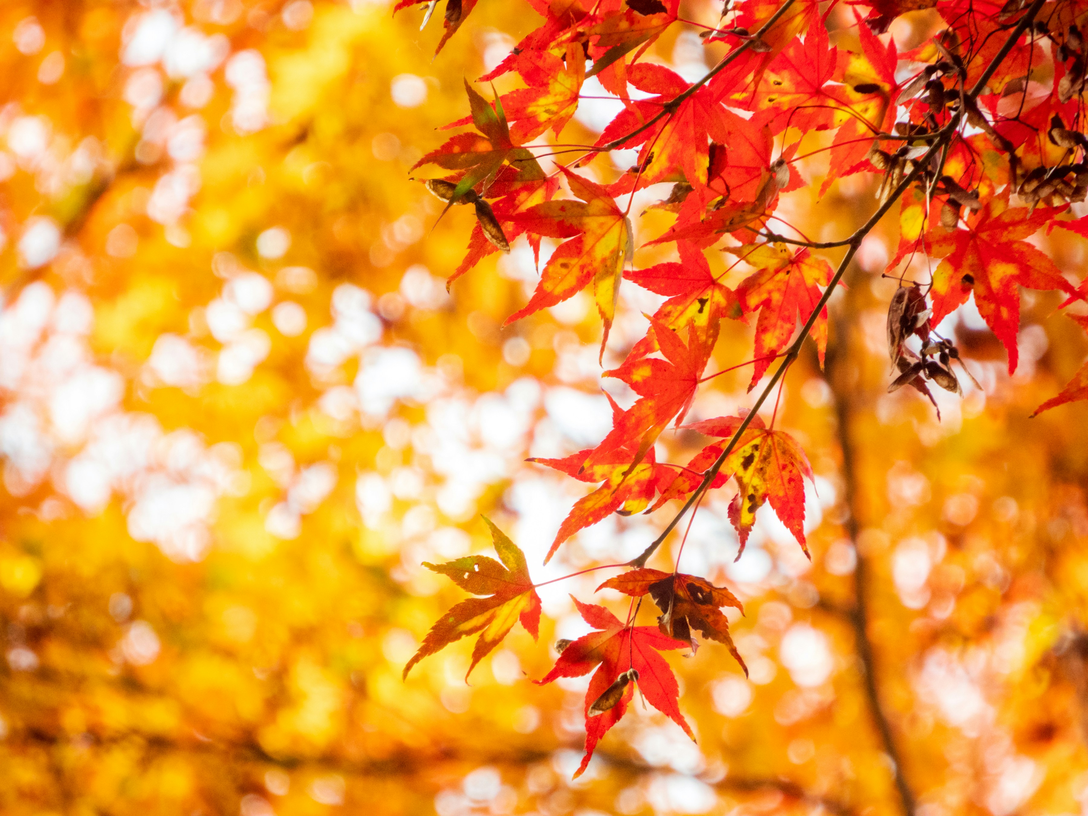 Photo by heppoko_yama