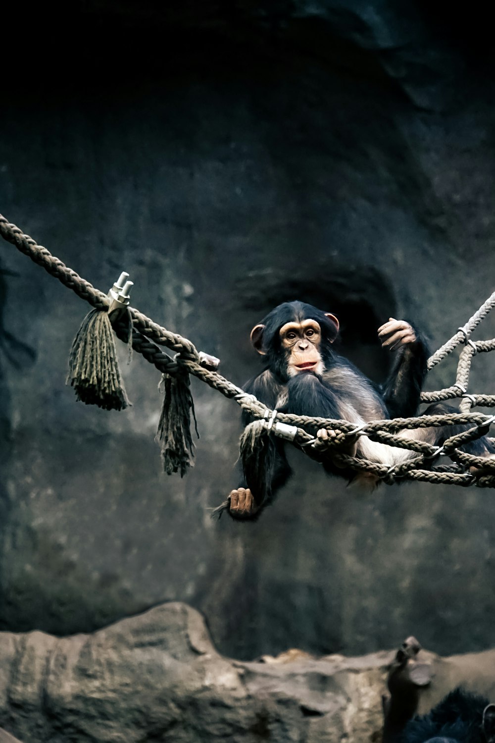 a monkey sitting on a rope in a cave
