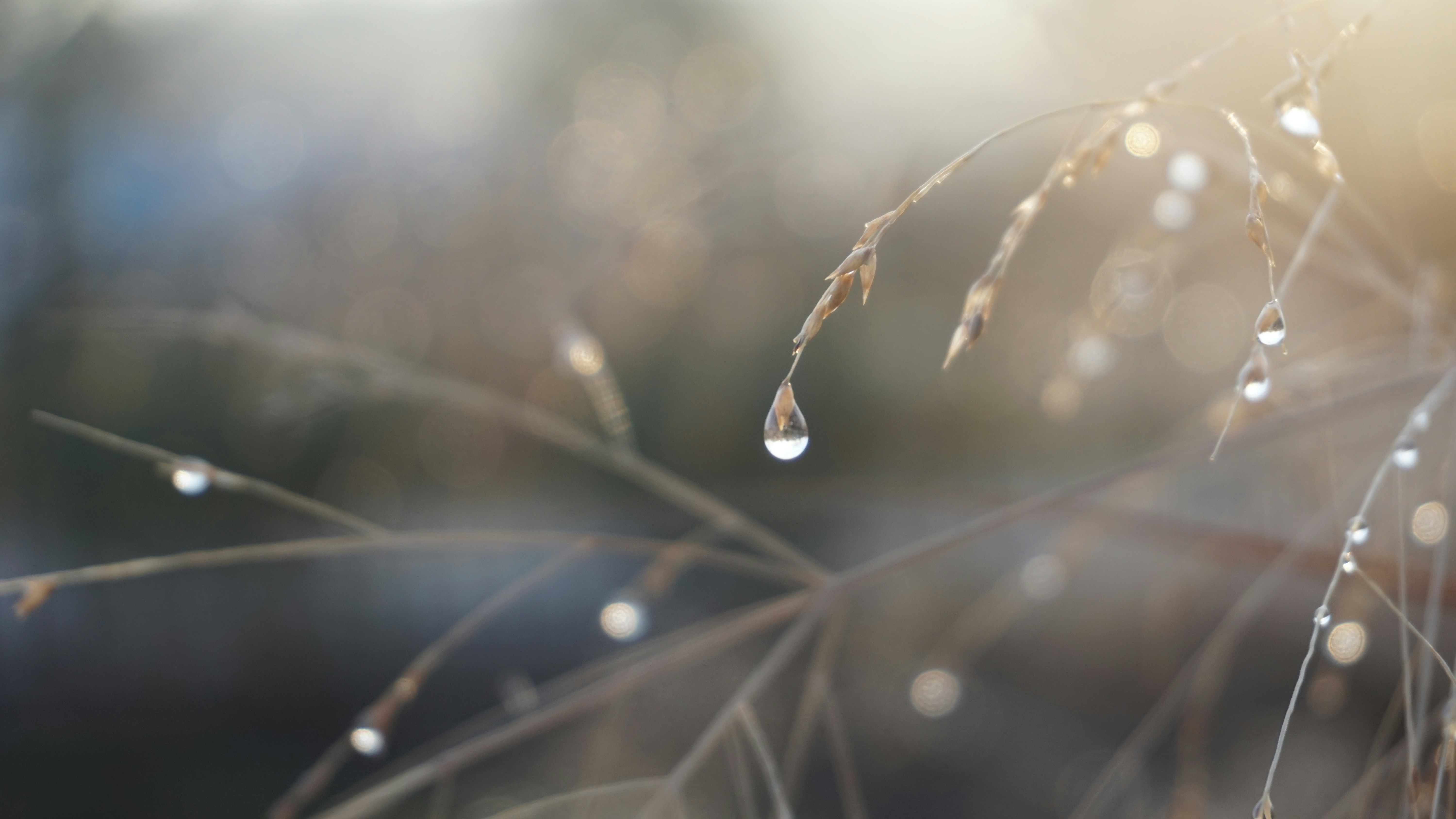 a close up of water droplets on a plant