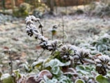 A close-up of a frosted plant stem with dried seed heads encrusted in ice crystals. The background is a blurred, frost-covered field with hints of greenery and brown leaves.