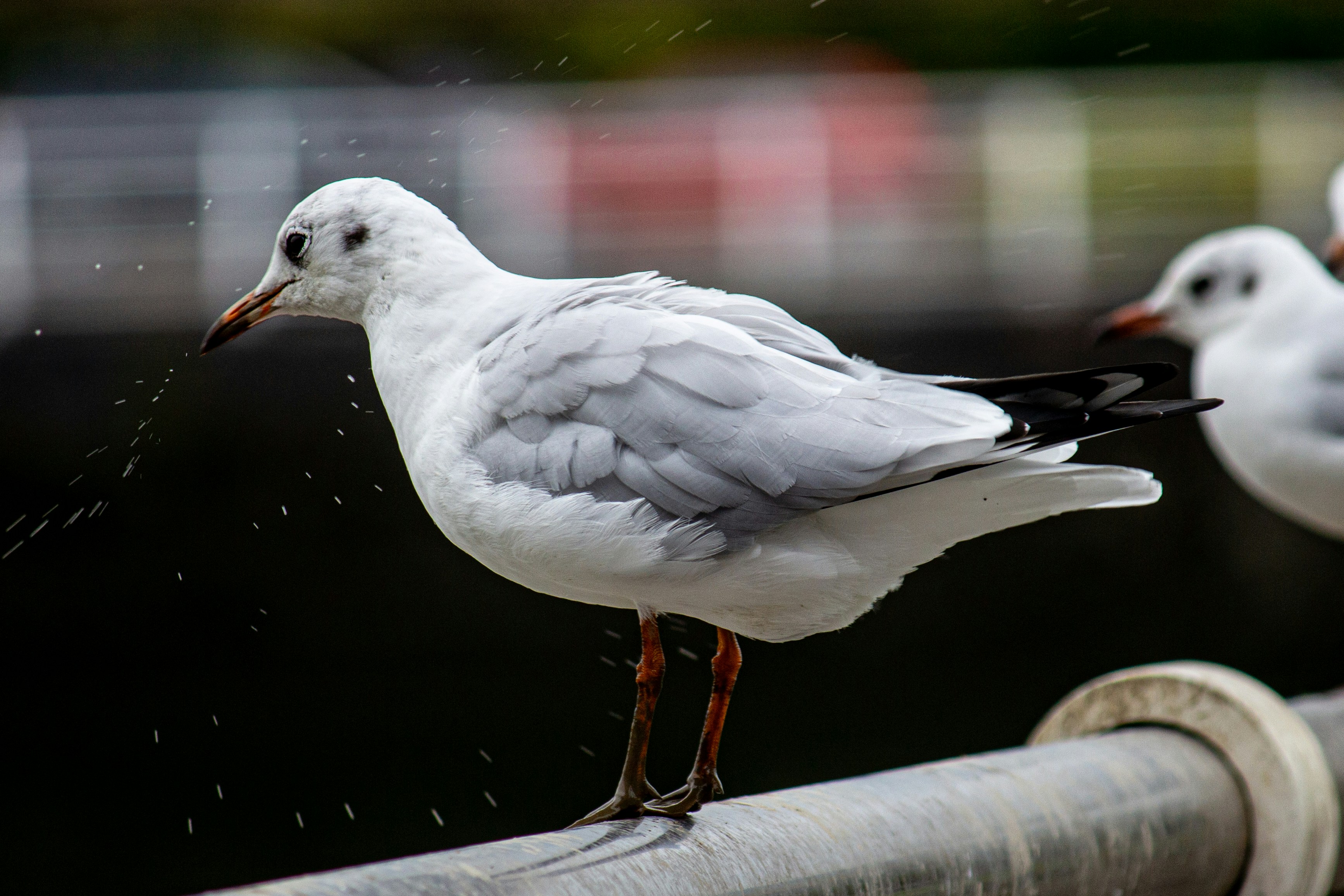 Photo by densaldanha