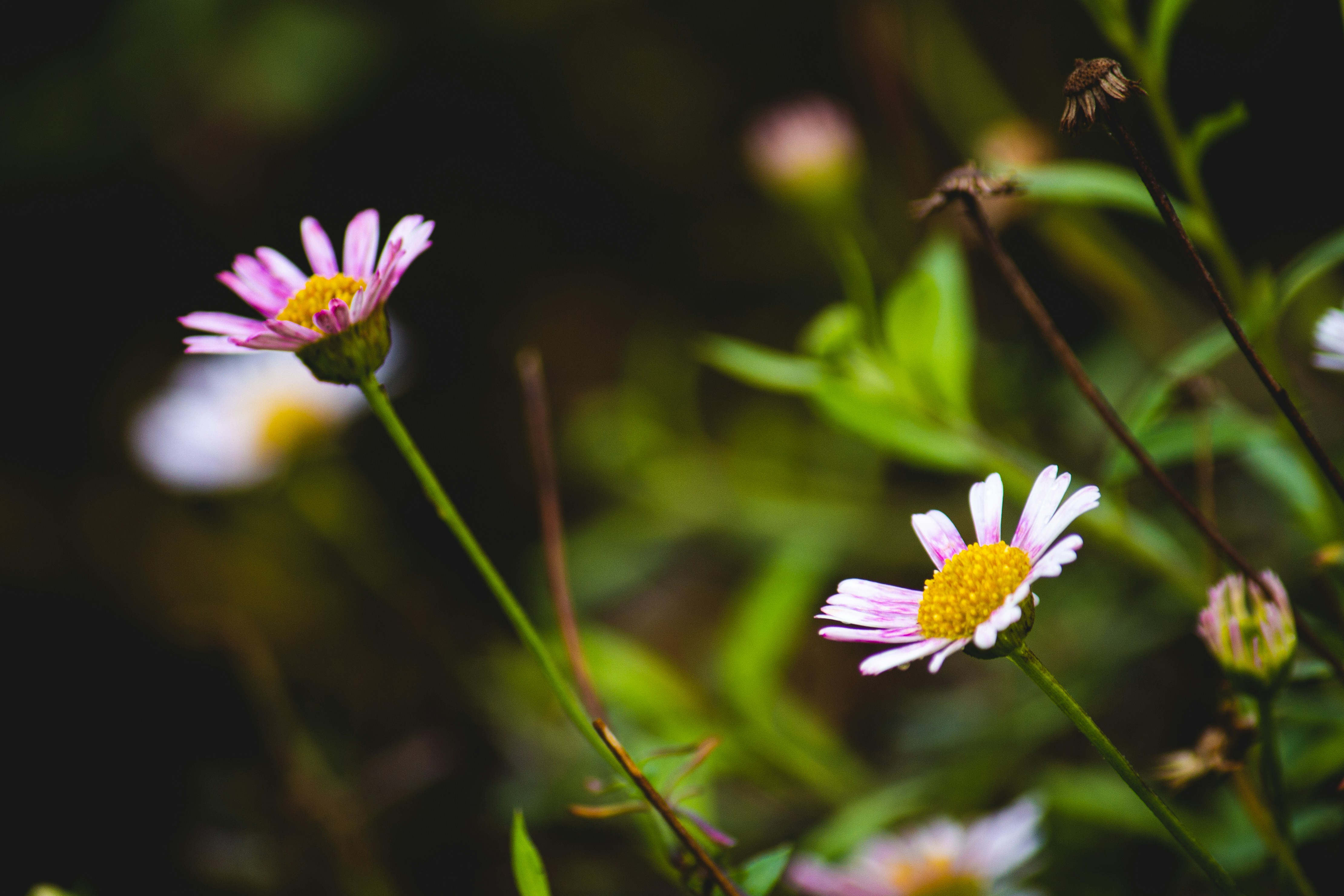 Photo by densaldanha