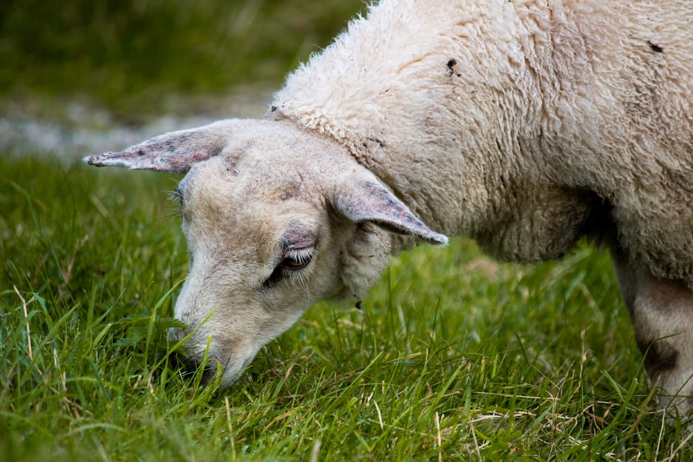 a close up of a sheep grazing in a field