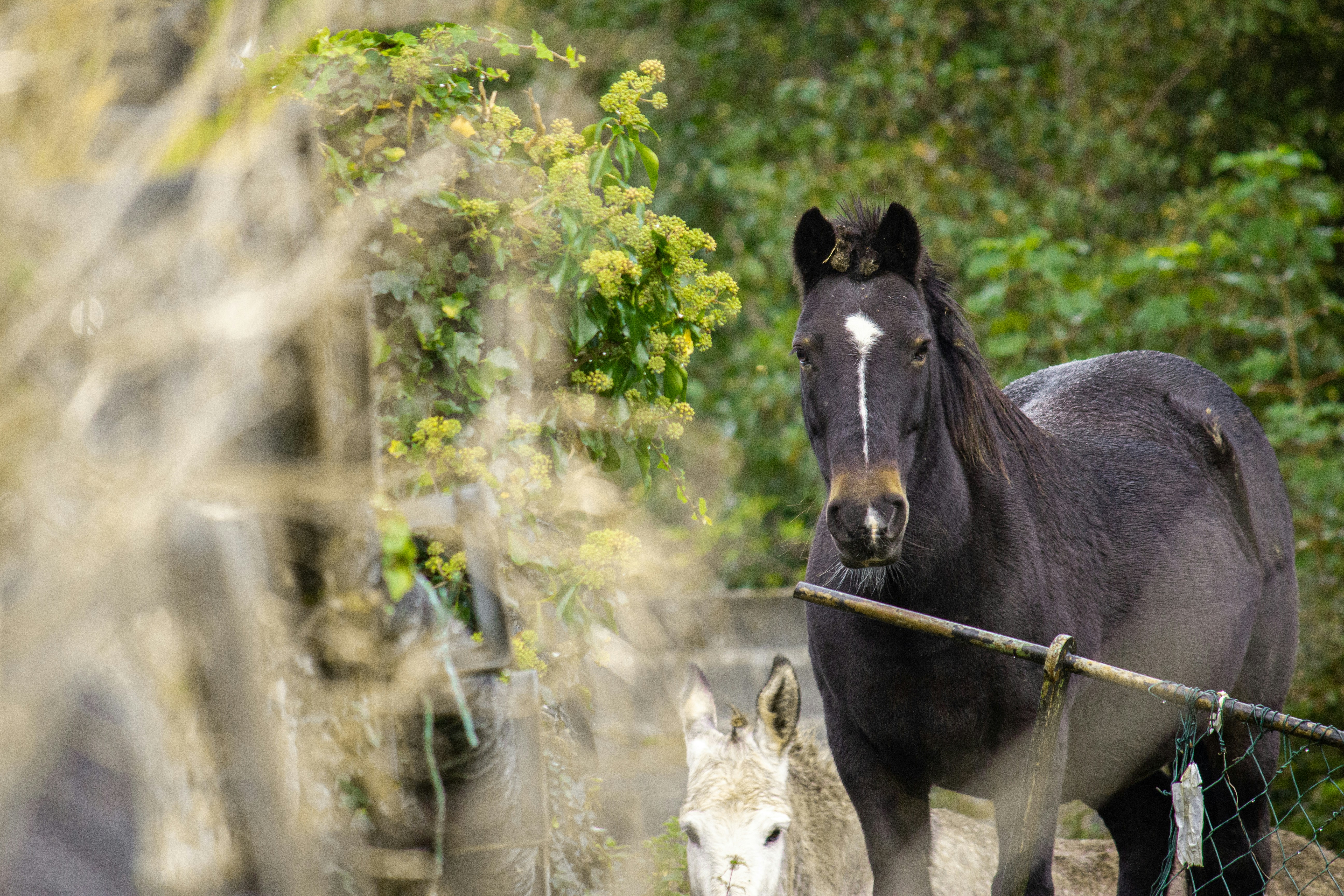 a black horse standing next to a white dog