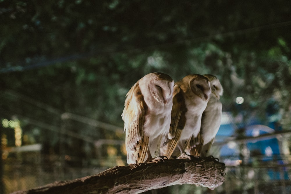 two owls are perched on a tree branch