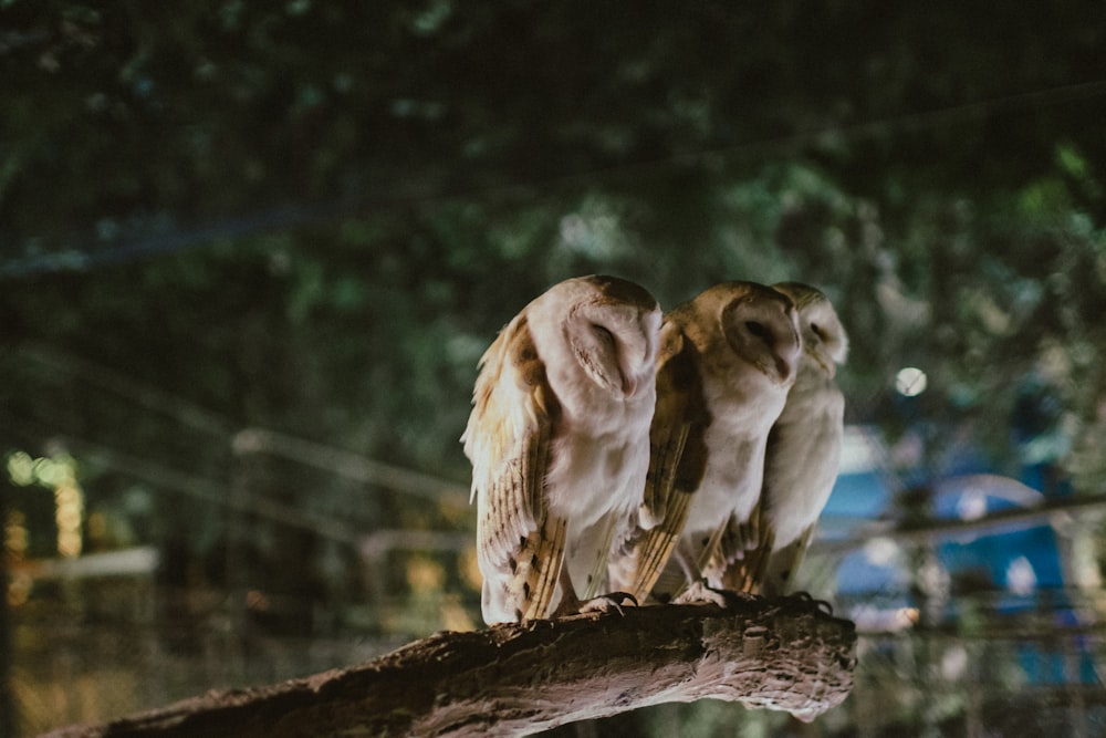 Dos búhos están posados en la rama de un árbol