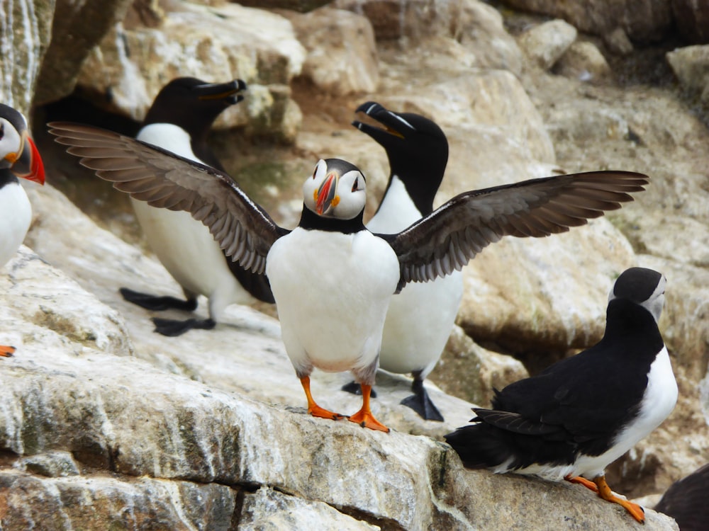 a group of birds sitting on top of a rock