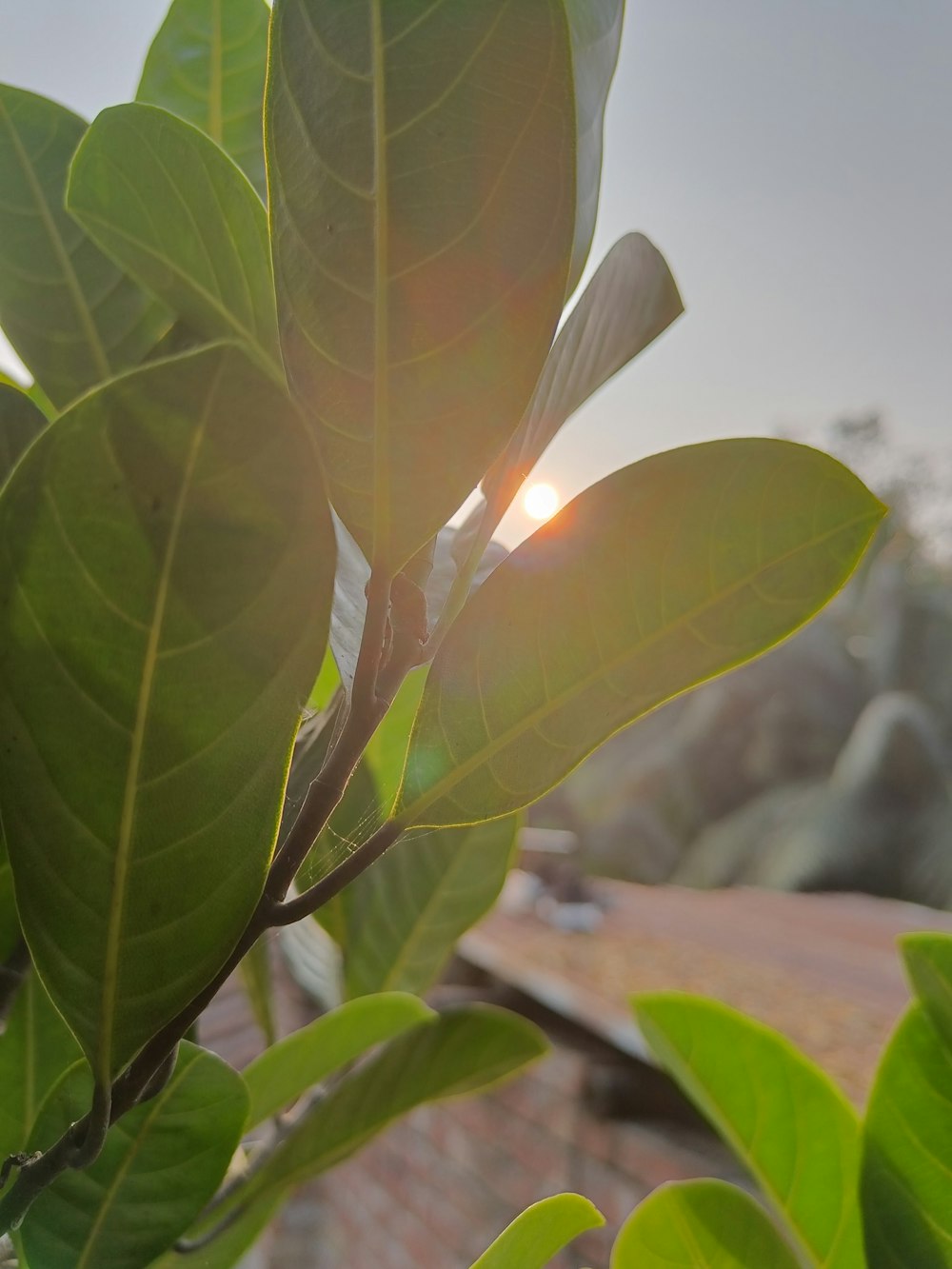 the sun is shining through the leaves of a tree