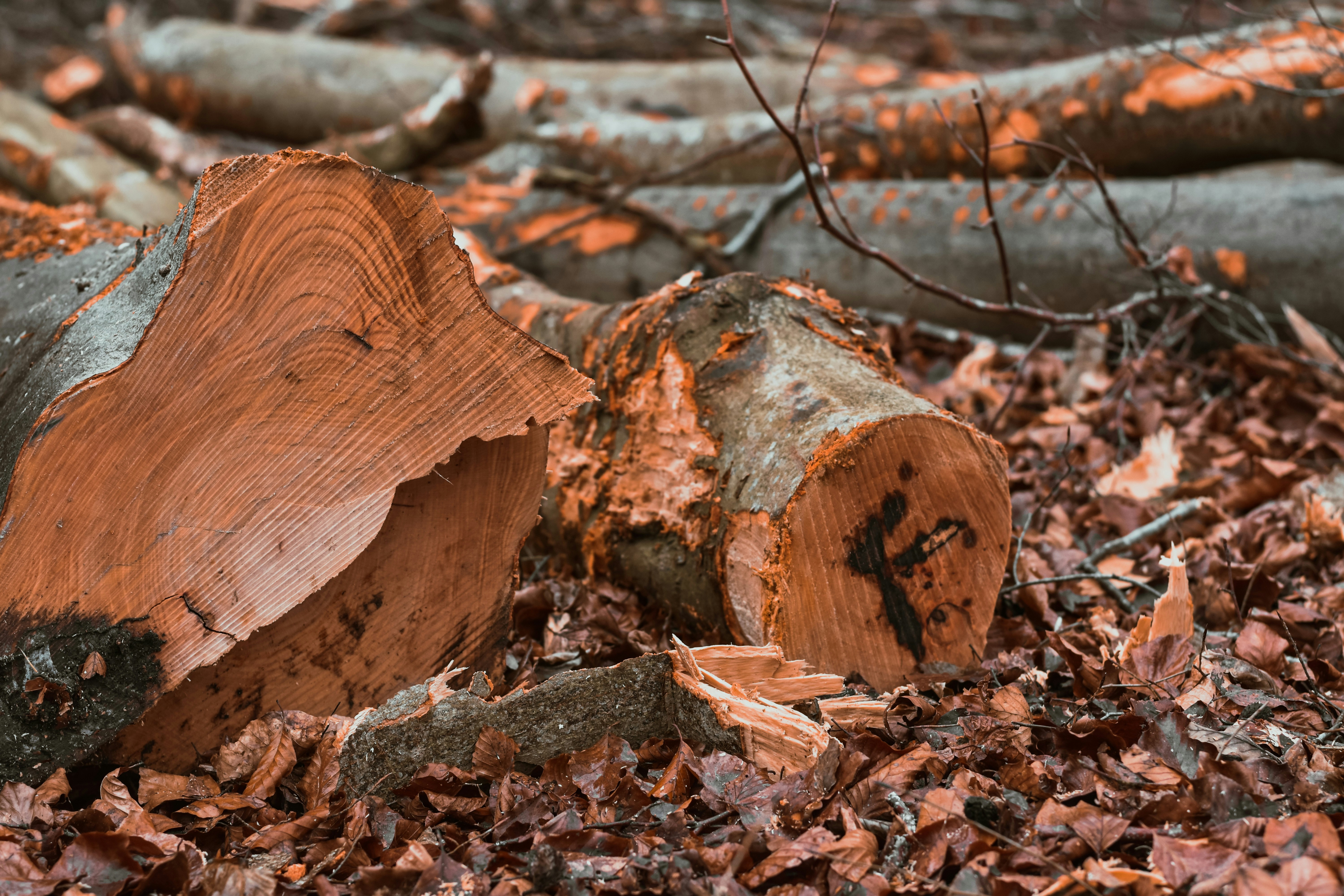 Photo by elliottmason