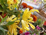 Close-up of vibrant blooming flowers in a sunlit garden.