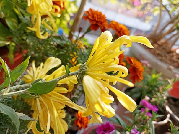 A close-up of colorful flowers in a vibrant garden.