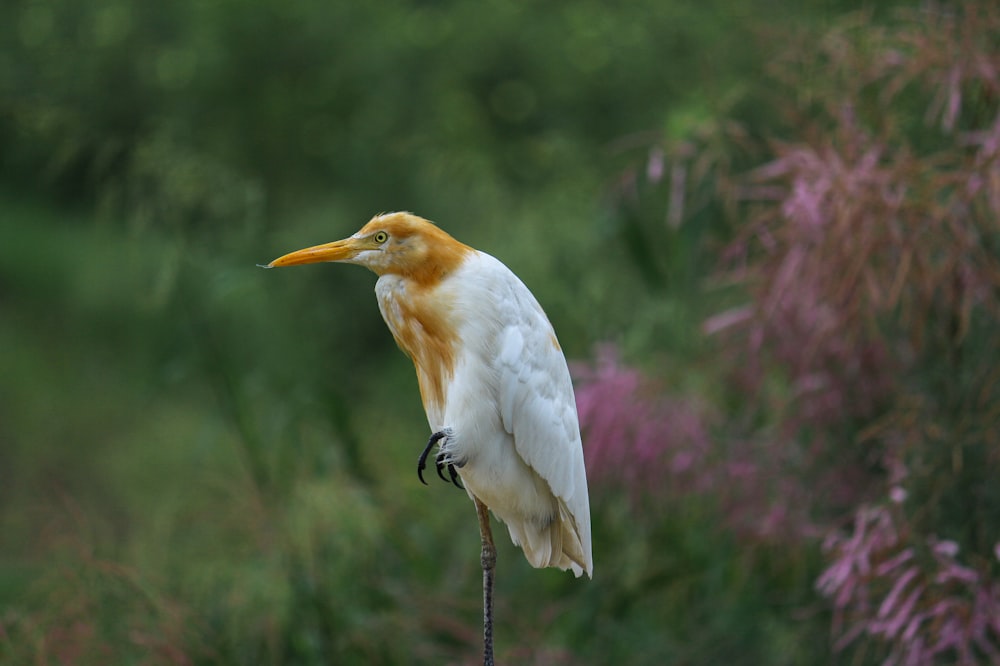 a white bird with a yellow beak standing on a stick