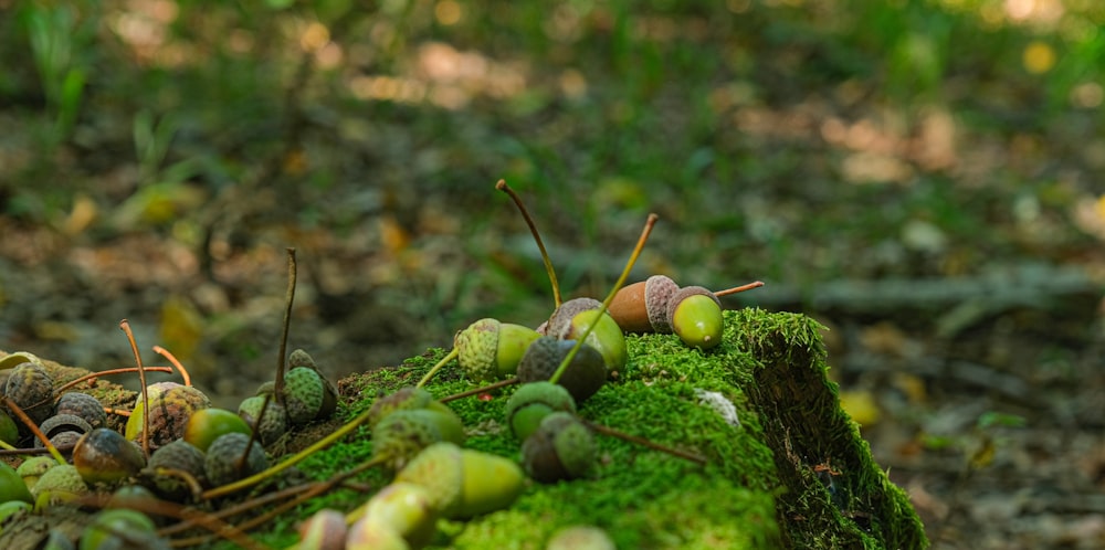 a group of snails crawling on a mossy log