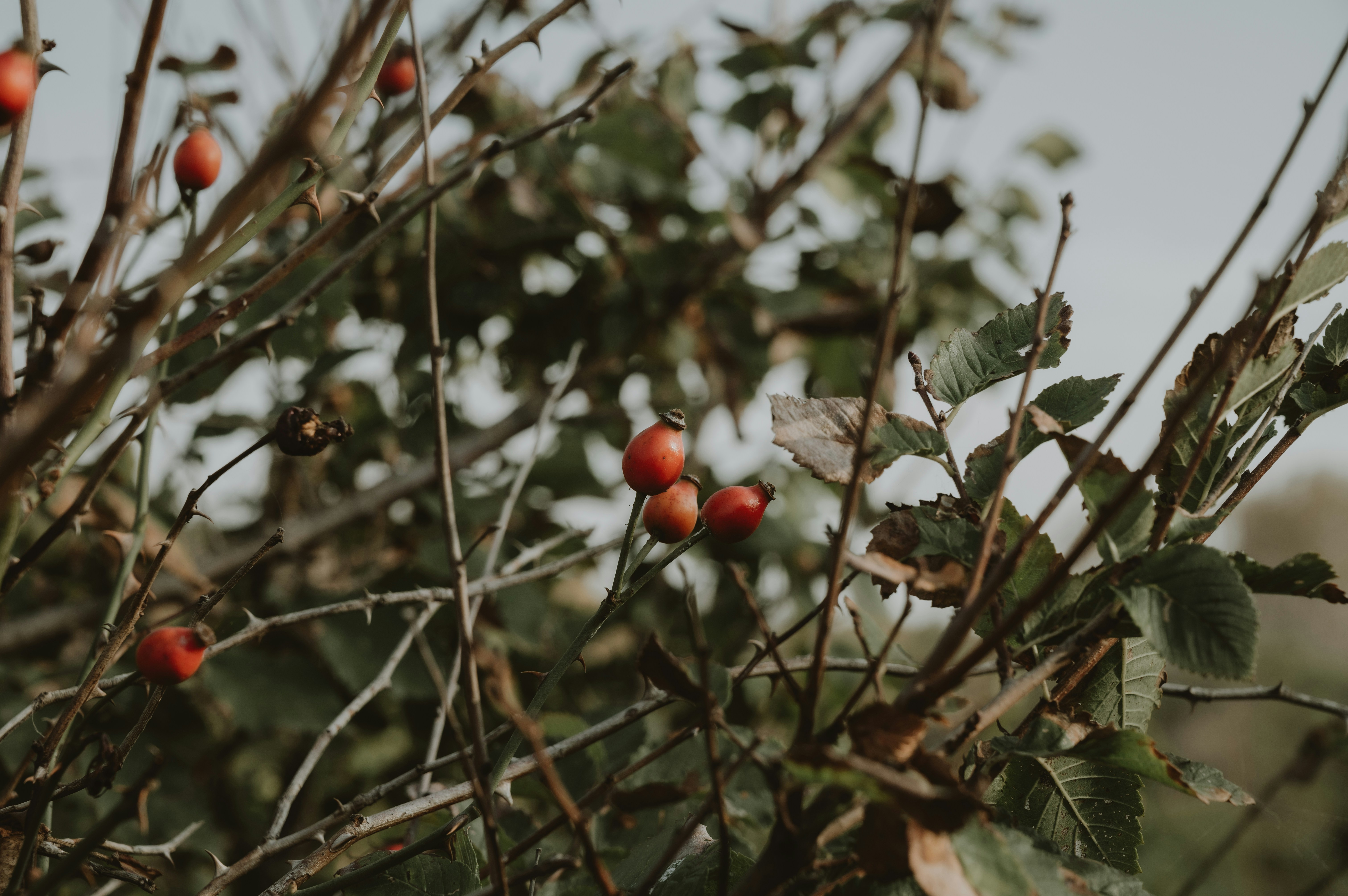 Photo by virginiaphotostories