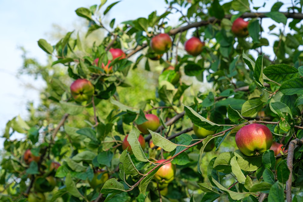 Ein Baum gefüllt mit vielen grünen und roten Äpfeln