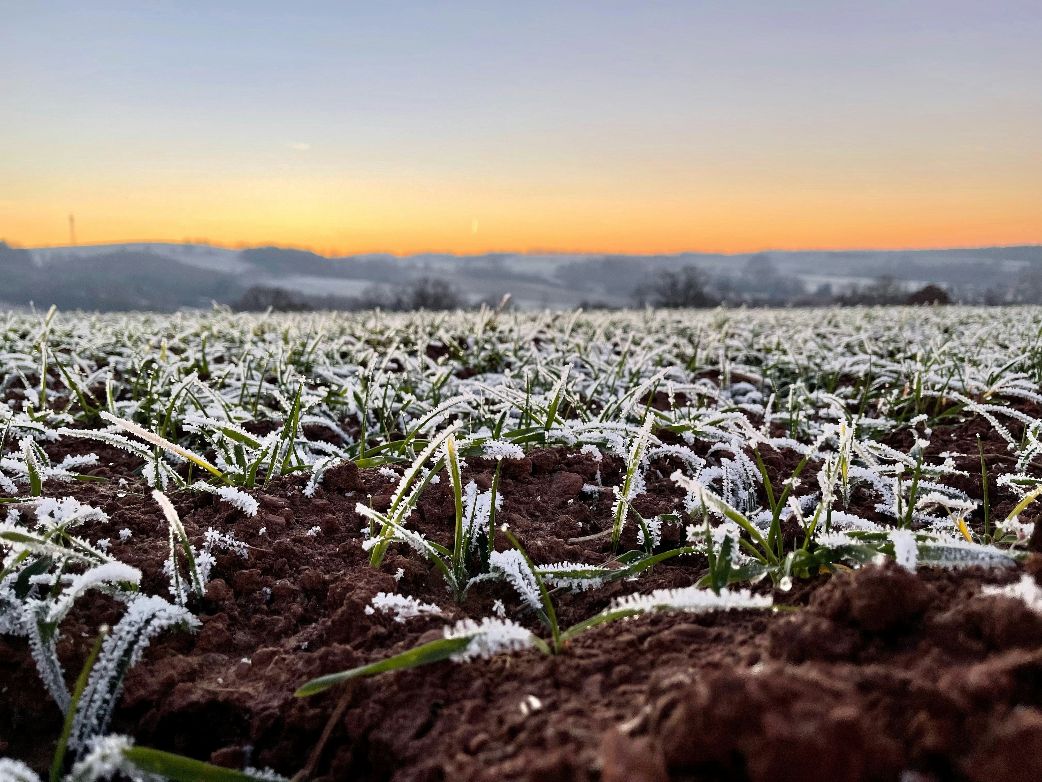 a field of snow covered plants with a sunset in the background