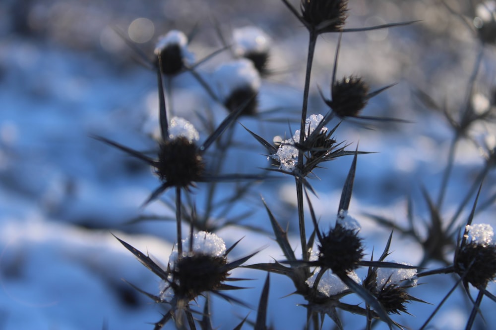 a close up of a plant with snow on it