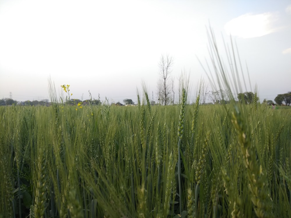 a field of tall green grass with a sky background