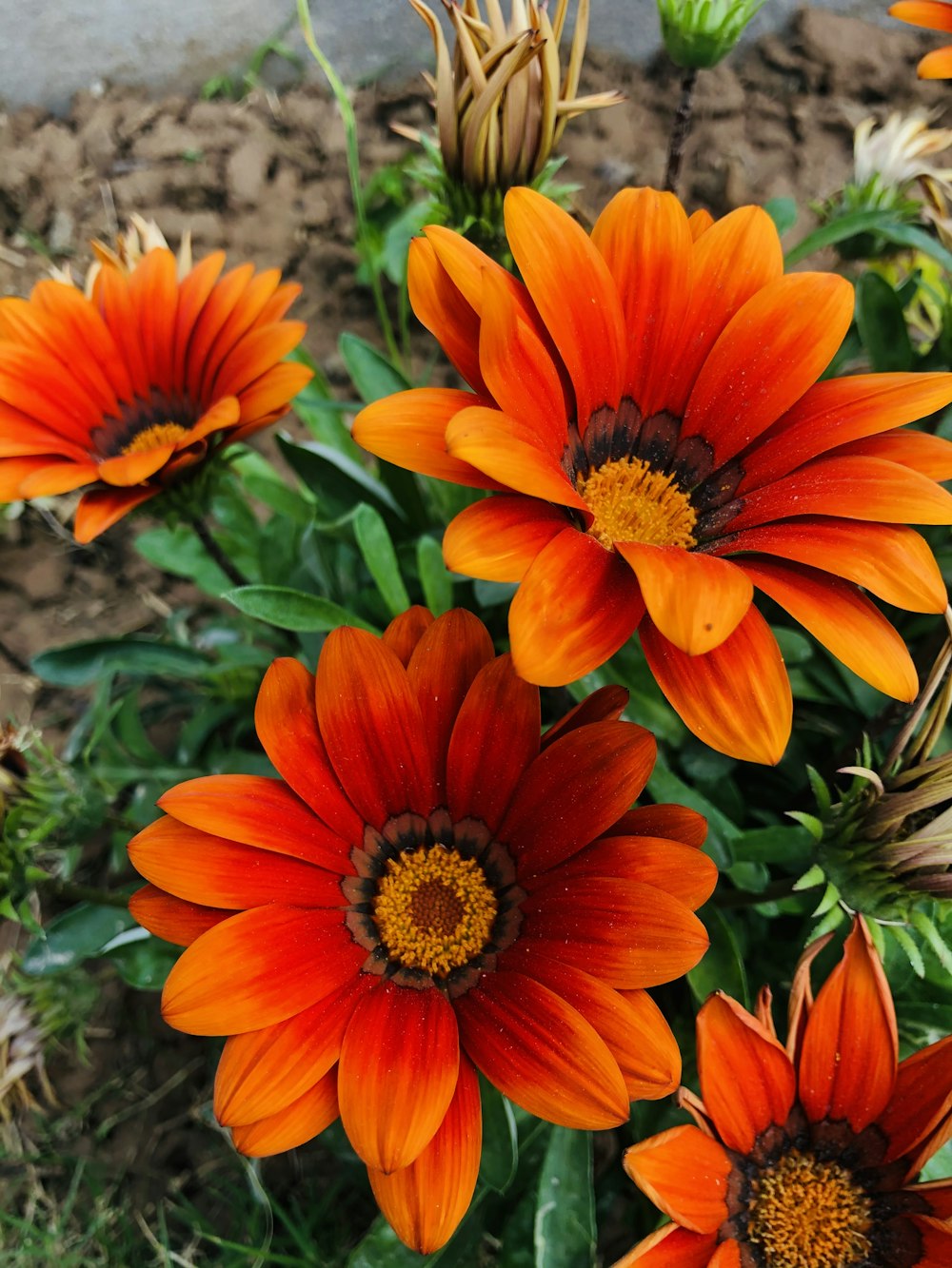 a group of orange flowers in a garden