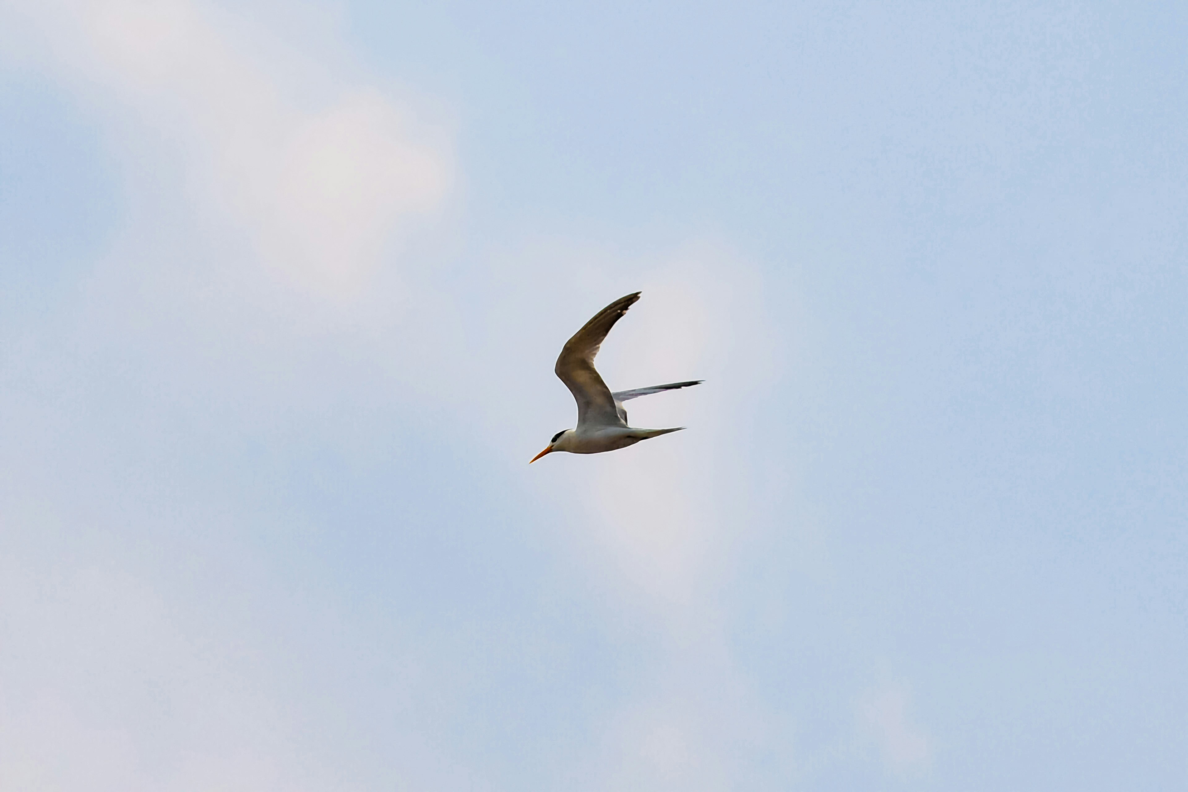 Photo by atomsmasher