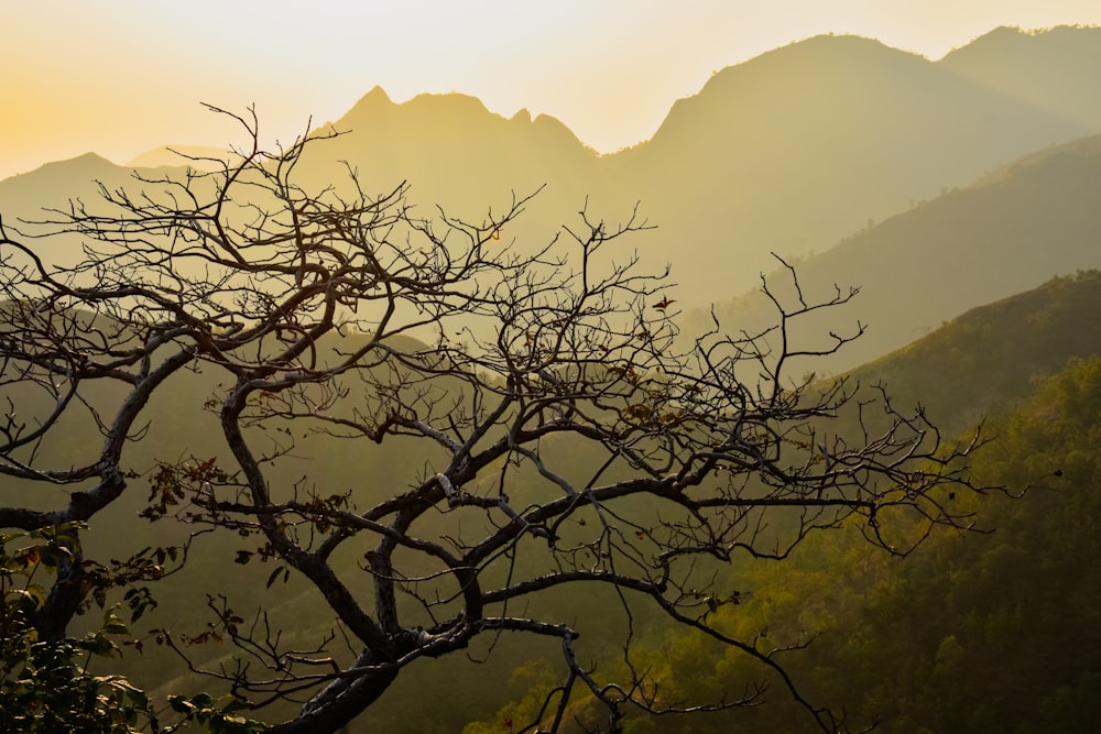 a tree in the foreground with mountains in the background