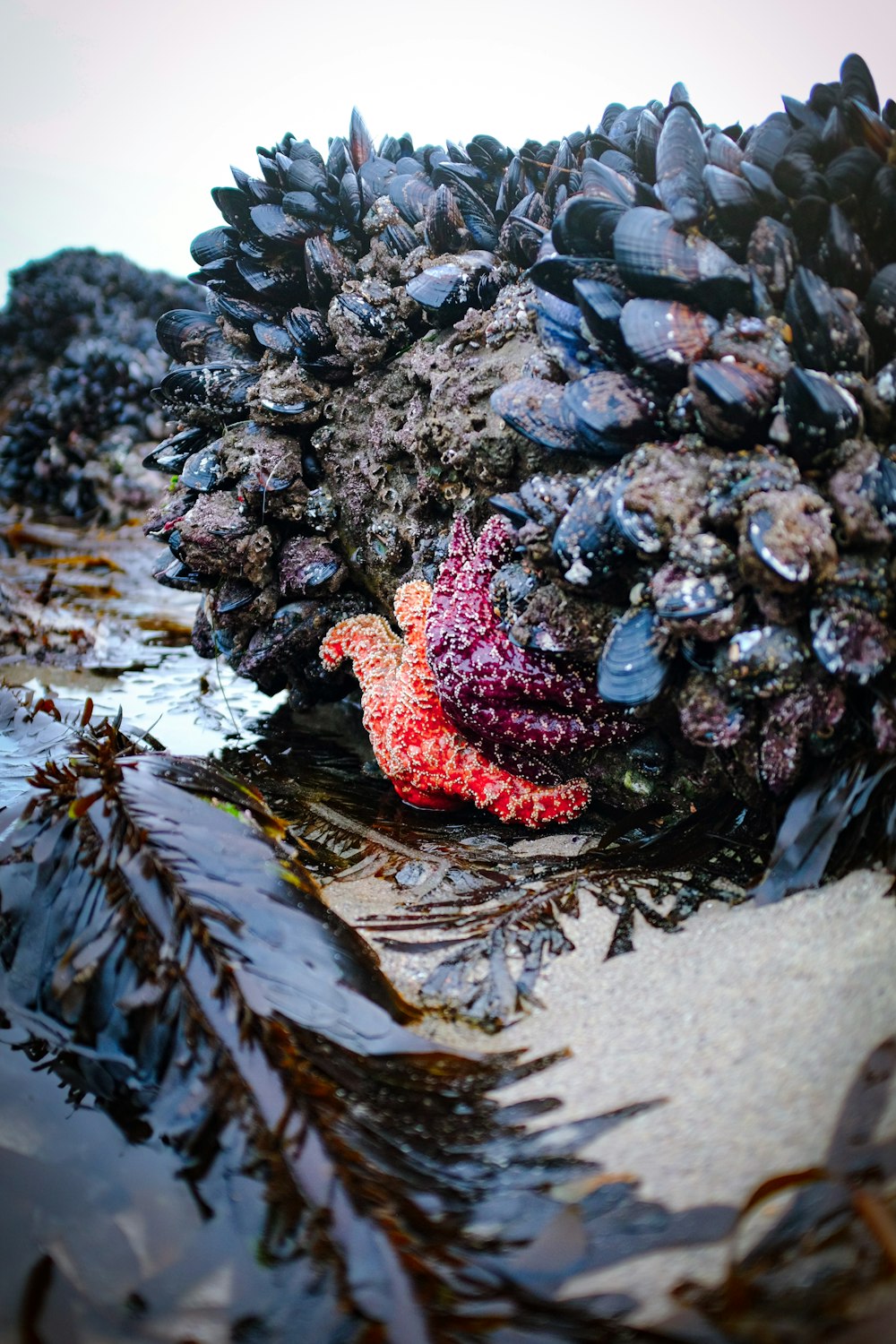 a red seahorse sitting on top of a pile of seaweed