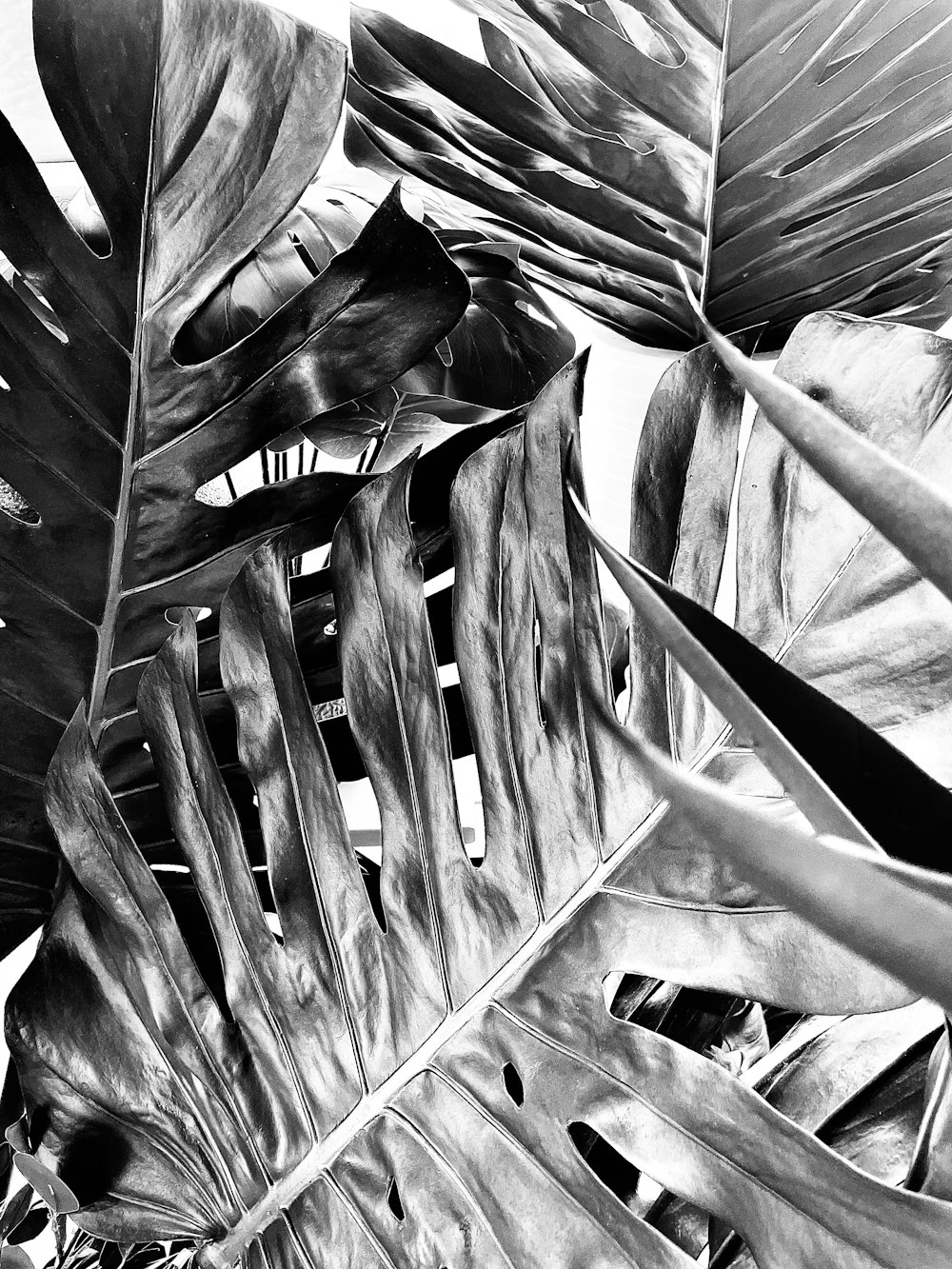 a black and white photo of a tropical plant