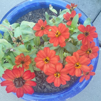 A blue ceramic pot filled with vibrant red flowers, surrounded by lush green leaves. The flowers have multiple petals with yellow and brown centers, and the soil is visible at the base of the pot.