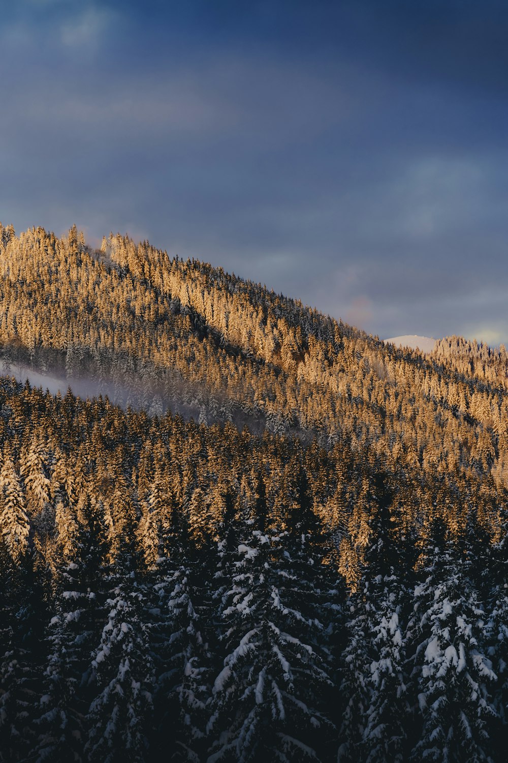 흐린 하늘 아래 눈과 나무로 뒤덮인 산