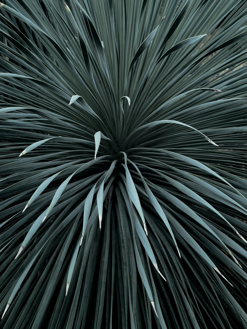 a close up of a palm tree with lots of leaves