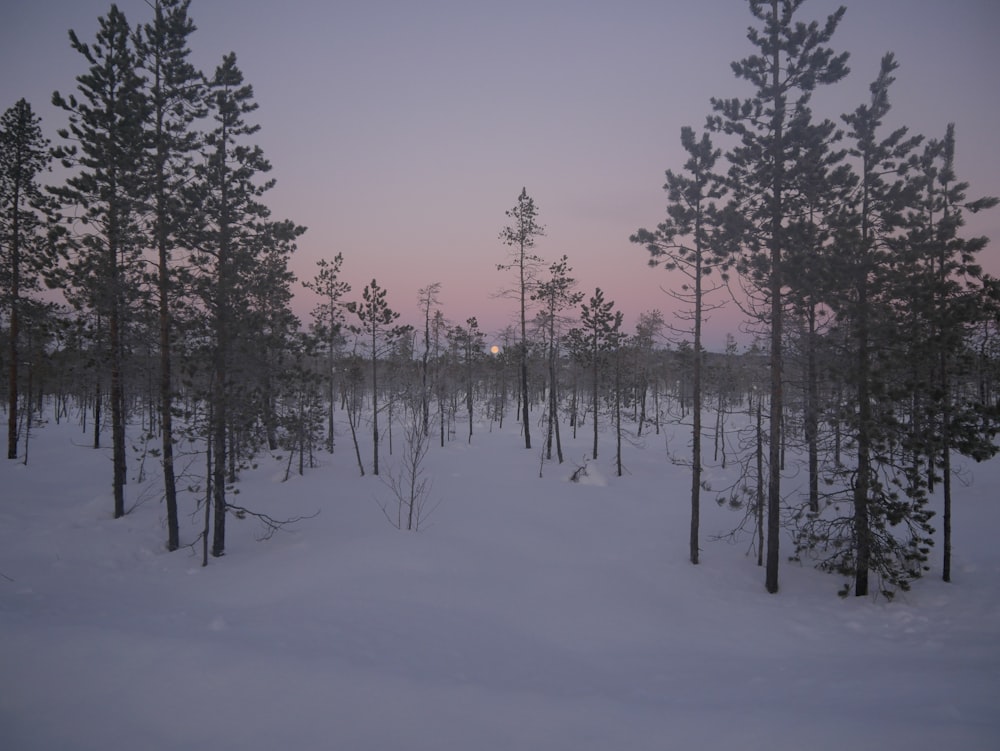 a snow covered forest with a pink sky in the background