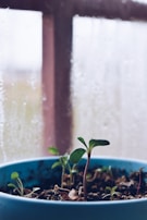 A close-up of a person watering a small indoor plant on a sunny windowsill.