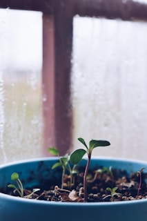 A close-up of a person watering a small indoor plant on a sunny windowsill.