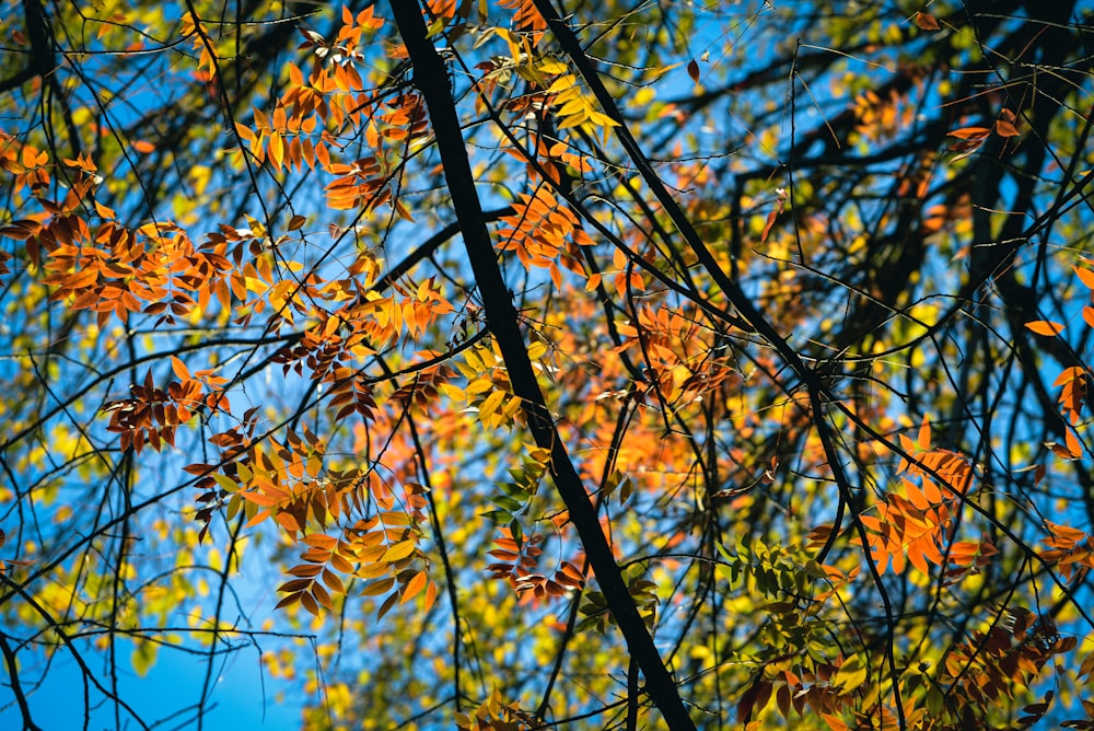 the branches of a tree with orange leaves