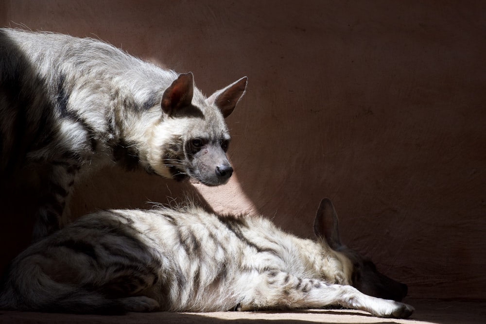 a hyena and a hyena laying on the ground
