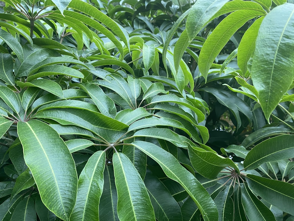 a large group of green leaves on a tree