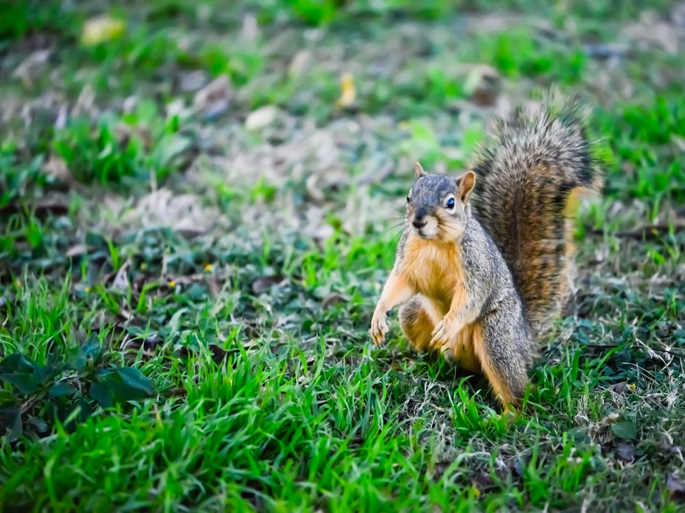 a squirrel standing on its hind legs in the grass