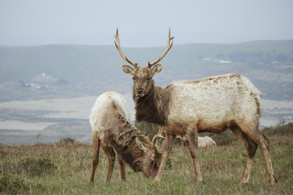 a couple of animals that are standing in the grass