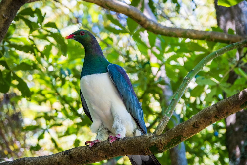 a colorful bird perched on a tree branch