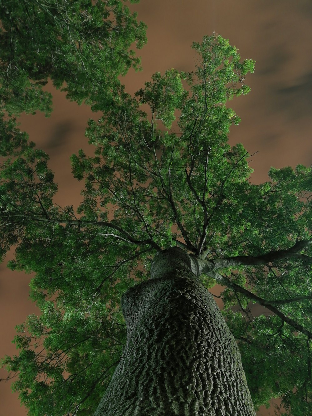 a tall tree with green leaves and a sky background