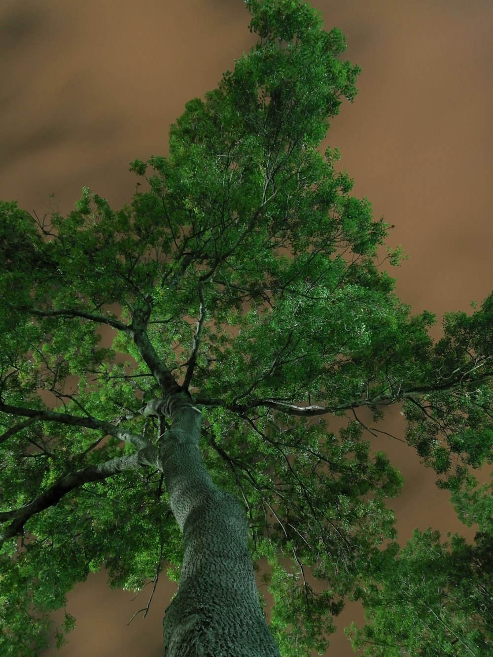 Ein hoher Baum mit grünen Blättern und braunem Himmel im Hintergrund