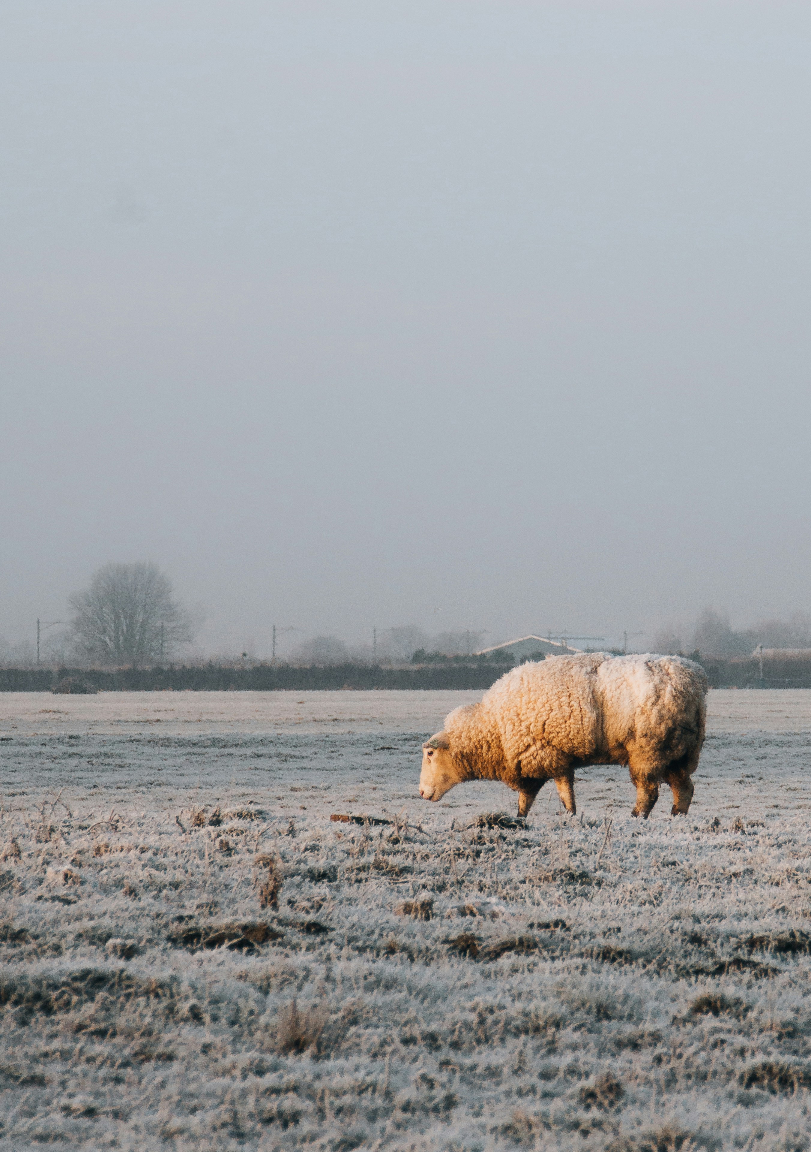 a sheep is walking through a frosty field